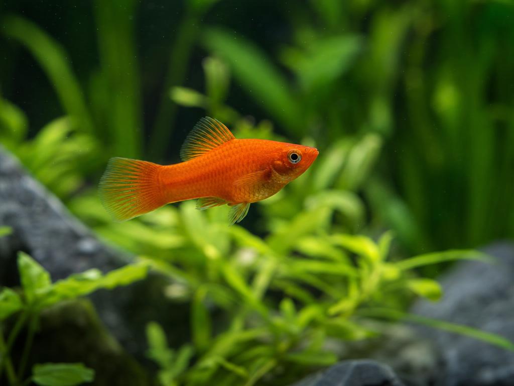 10 klíčových tipů pro úspěšný start s akvarijními rybičkami