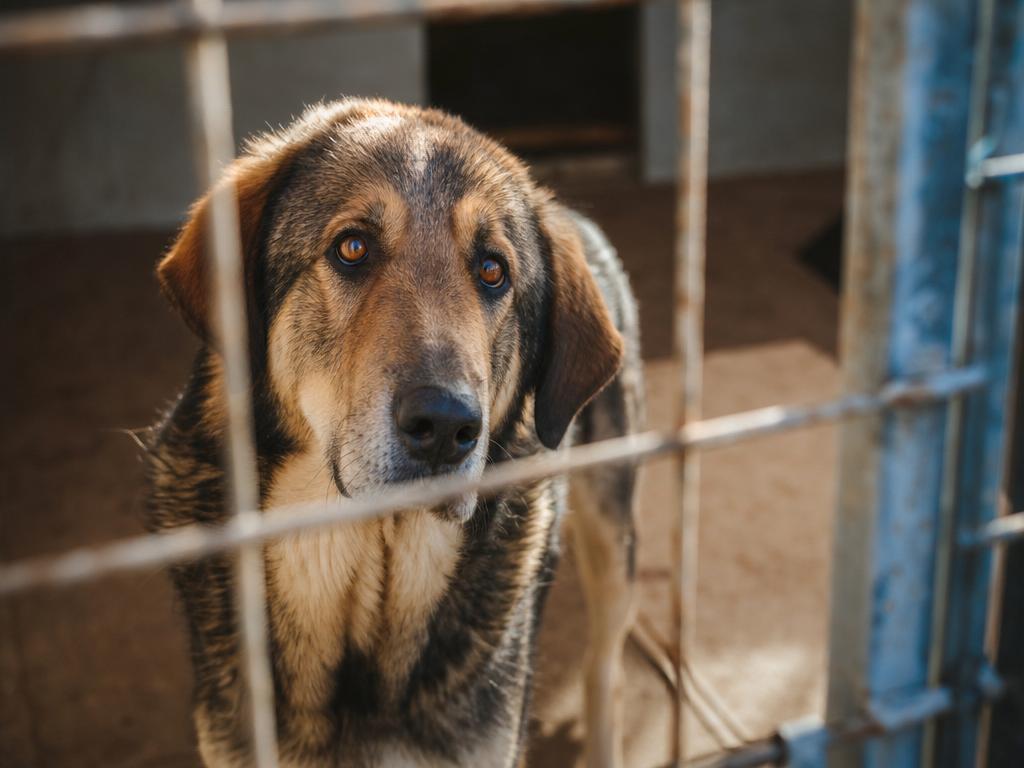 Adopce psa z útulku a co čekat