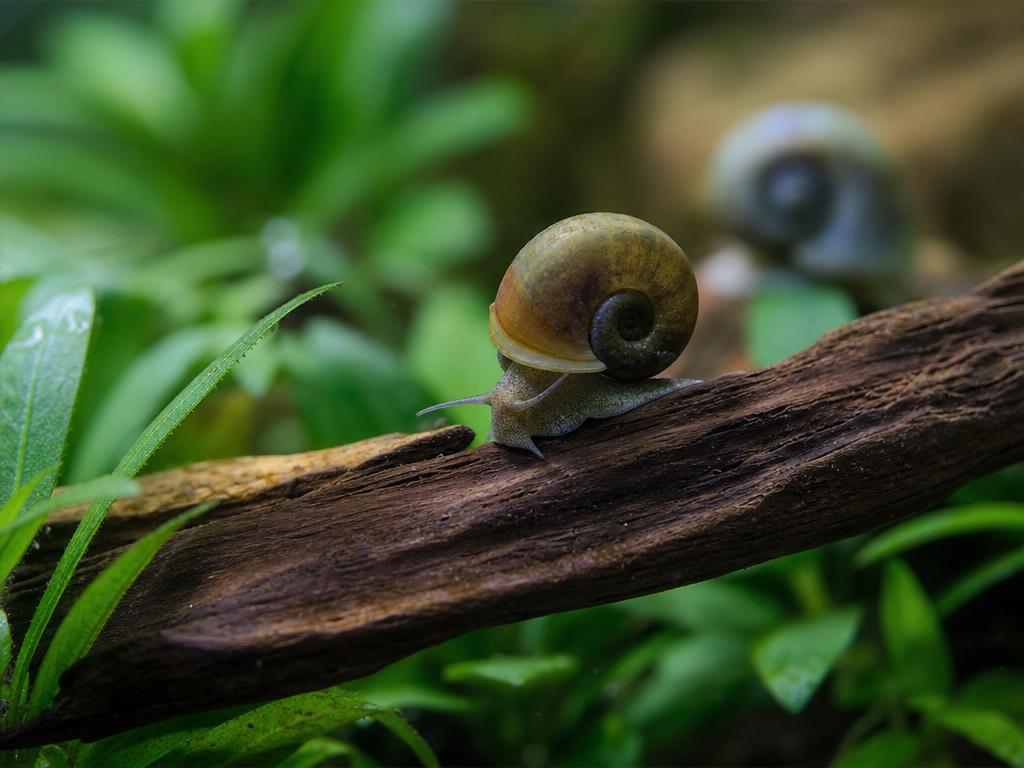 Akvarijní šneci a zda jsou v akváriu užiteční pomocníci nebo škůdci