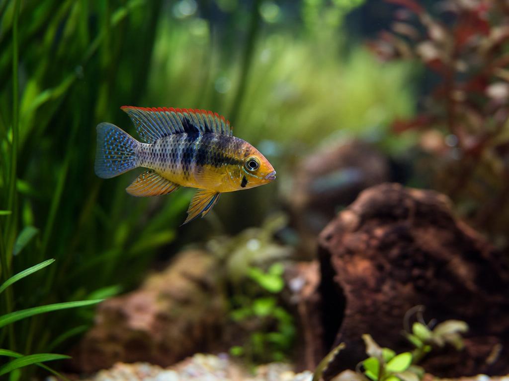 Akvárium a dovolená a jak zajistit krmení rybiček během vaší nepřítomnosti