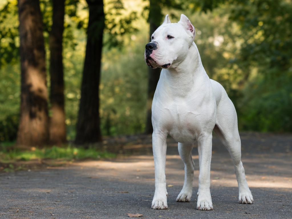 Argentinská doga a její nároky na důsledného a zkušeného majitele
