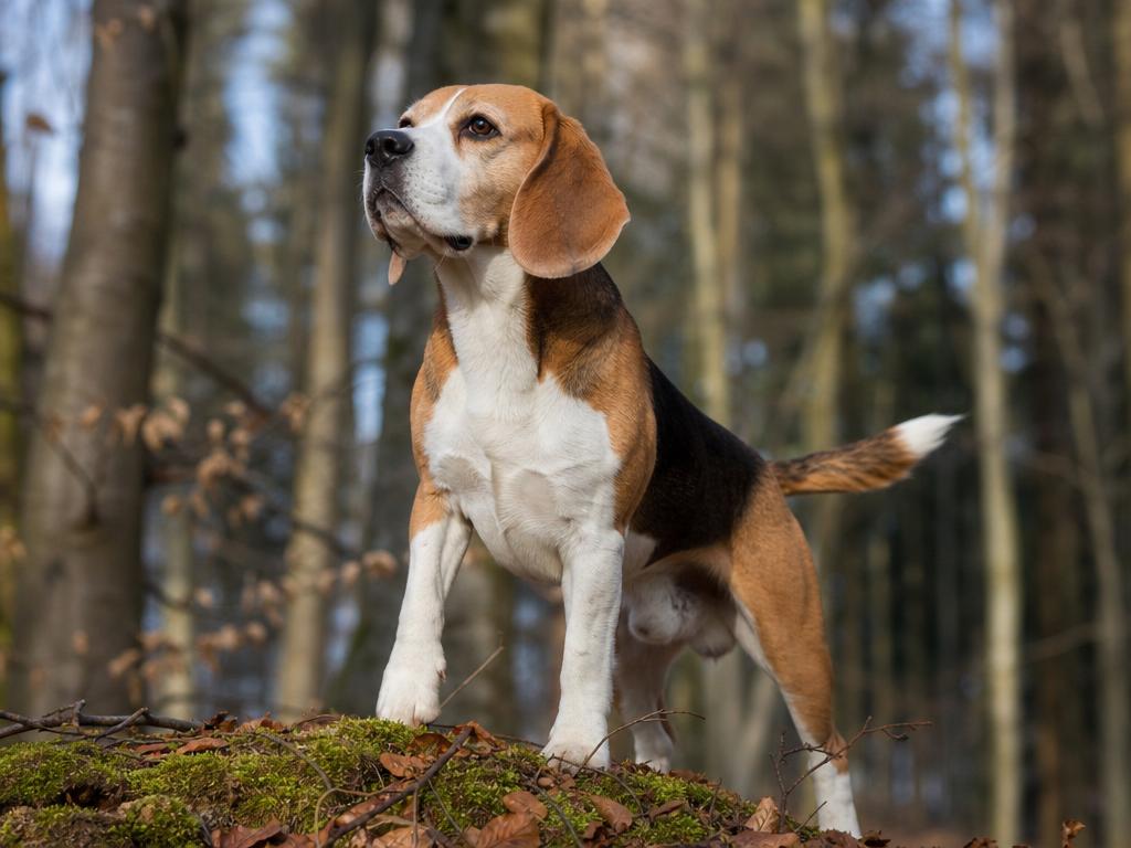 Beagle a jeho silný lovecký pud a jak naučit psa přivolání v lese