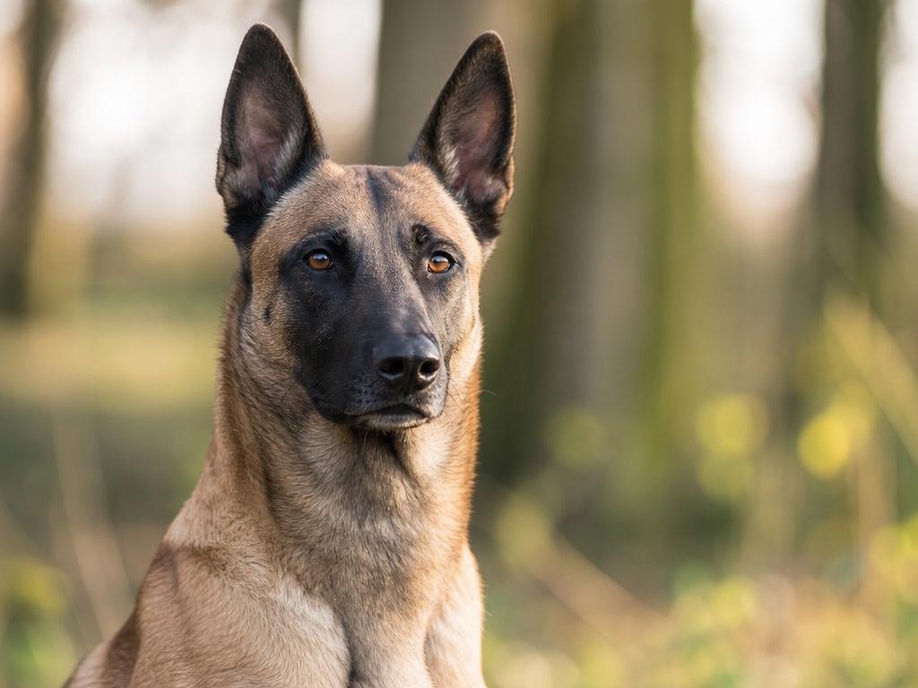 Belgický ovčák Malinois a riziko epilepsie u pracovních psů