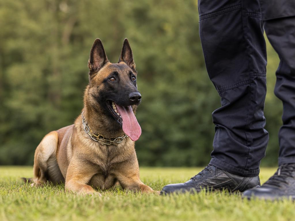 Belgický ovčák Malinois a výcvik psa