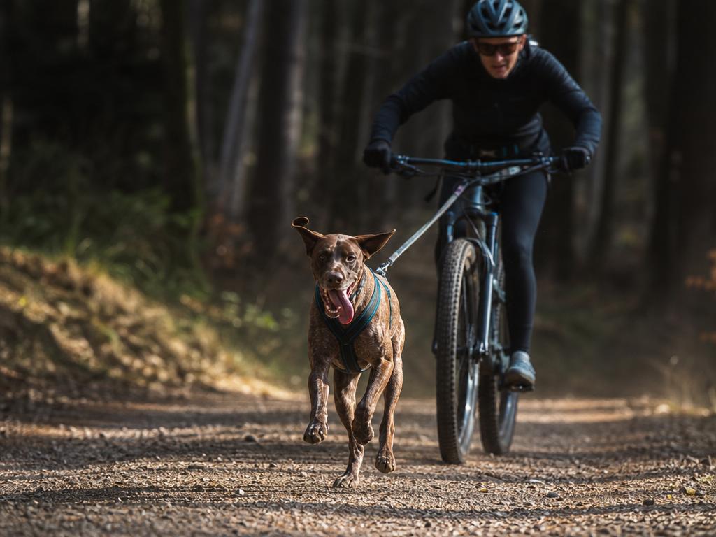 Bikejoring a sportování se psem