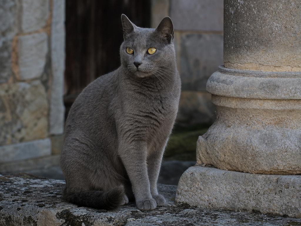 Chartreuse neboli kartouzská kočka a její historie v klášterech