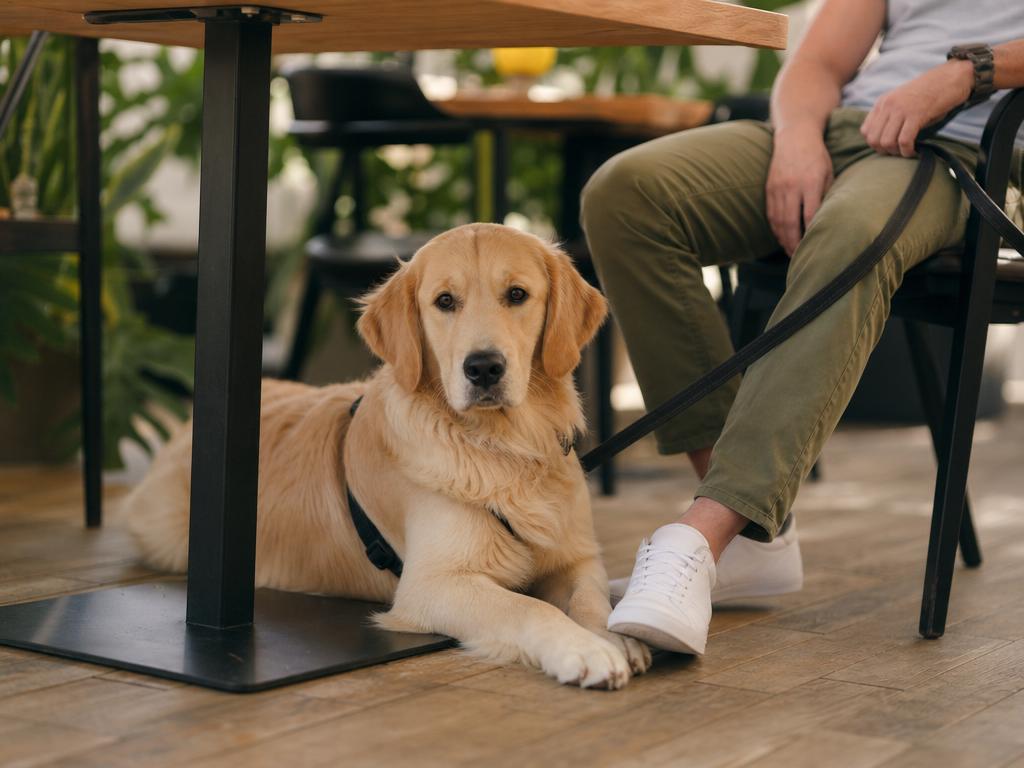 Dog-friendly restaurace a jak naučit psa klidně ležet pod stolem