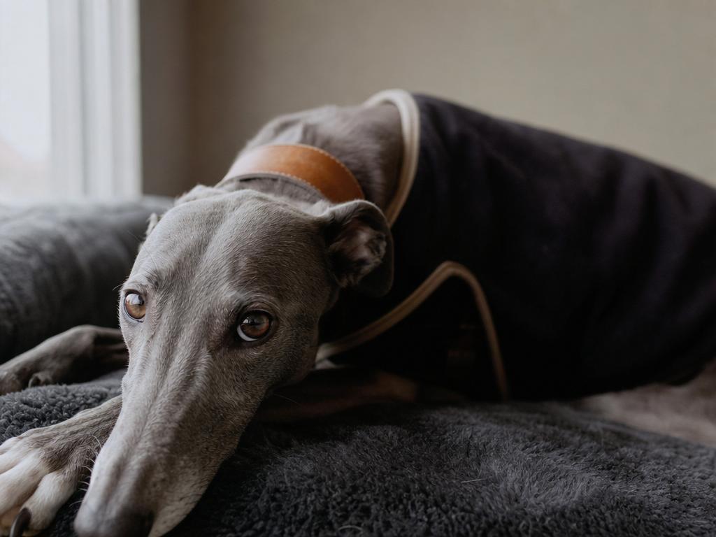 Greyhound a citlivost na narkózu u dostihových psů