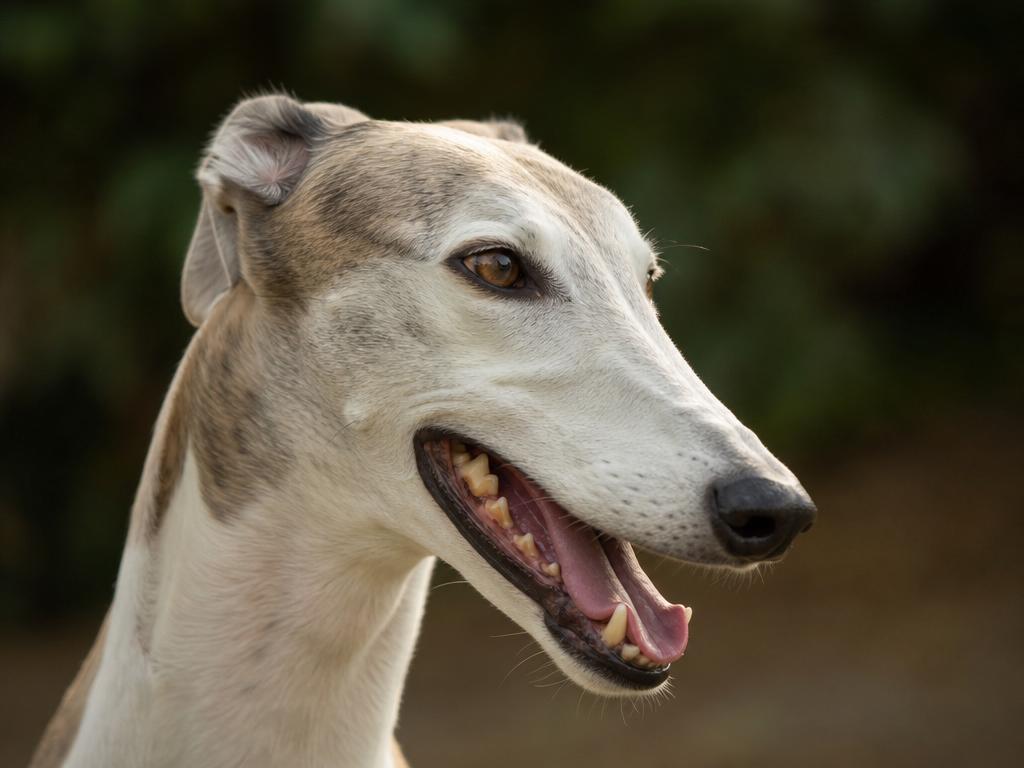 Greyhound a eroze zubní skloviny u psů