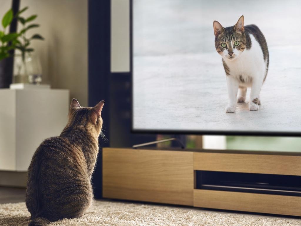 Jak kočky vnímají televizi nebo monitory a zda dokážou rozpoznat jinou kočku na obrazovce