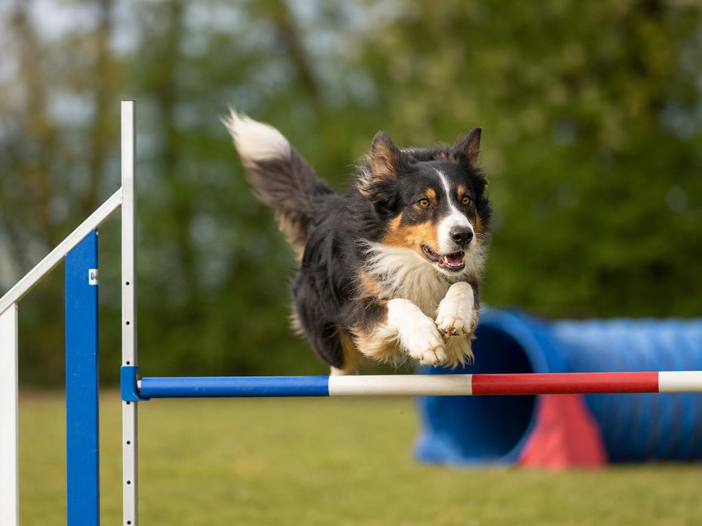Jak na psí agility a společnou zábavu