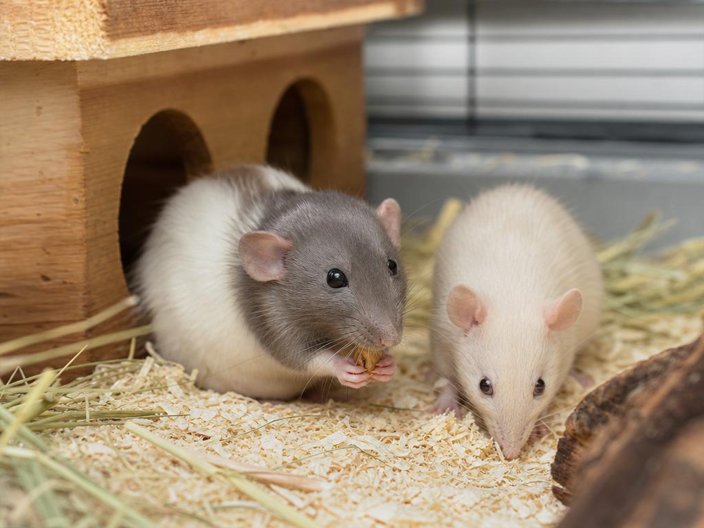 Jak řešit zápach u potkanů a myší pomocí správné hygieny