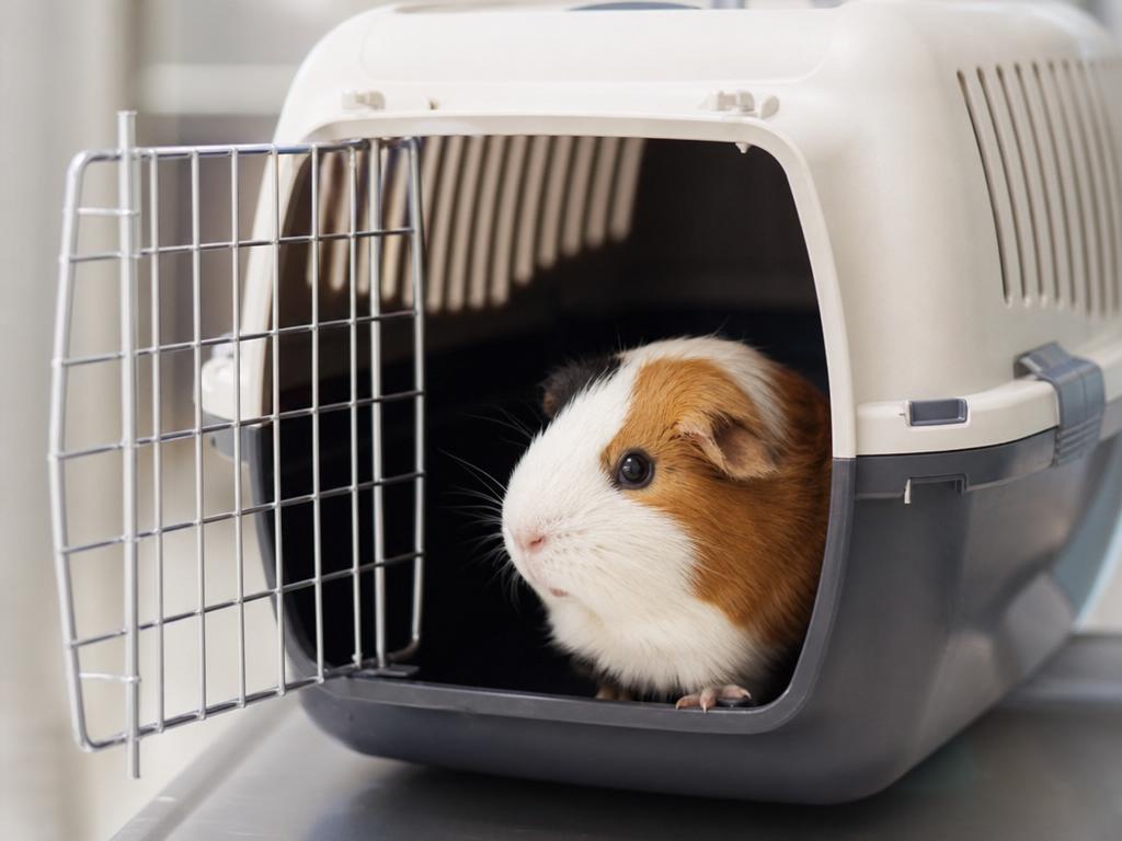 Jak vybrat nejlepší přepravku pro malá zvířata na cesty k veterináři