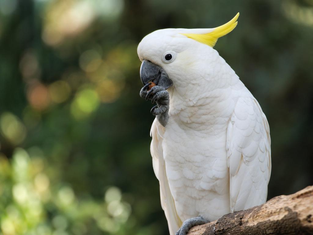 Kakadu a jeho specifická povaha a proč vyžaduje zkušeného chovatele