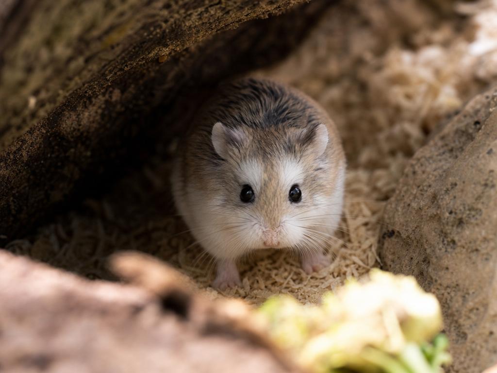 Křečík Roborovského a proč je spíše na pozorování než na mazlení
