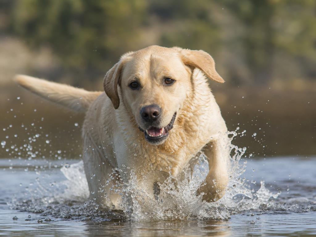 Labrador a záněty meziprstí u vodomilných psů