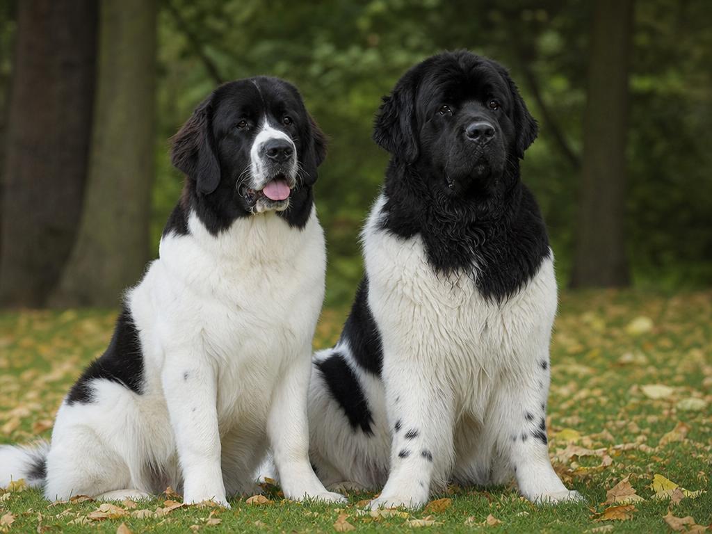Landseer a jak ho odlišit od černobílého novofundlanďana
