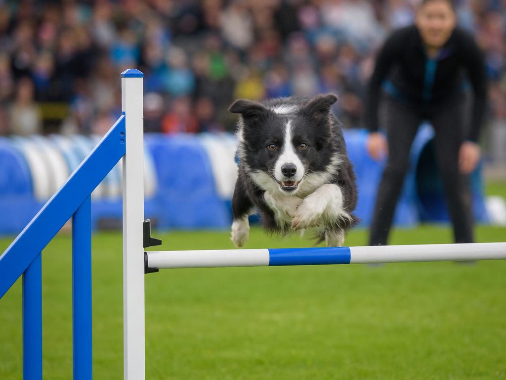 Mistrovství světa v agility a nejrychlejší psí plemena na trati