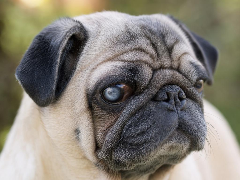 Mops a pigmentová keratitis neboli zakalení oka u psů
