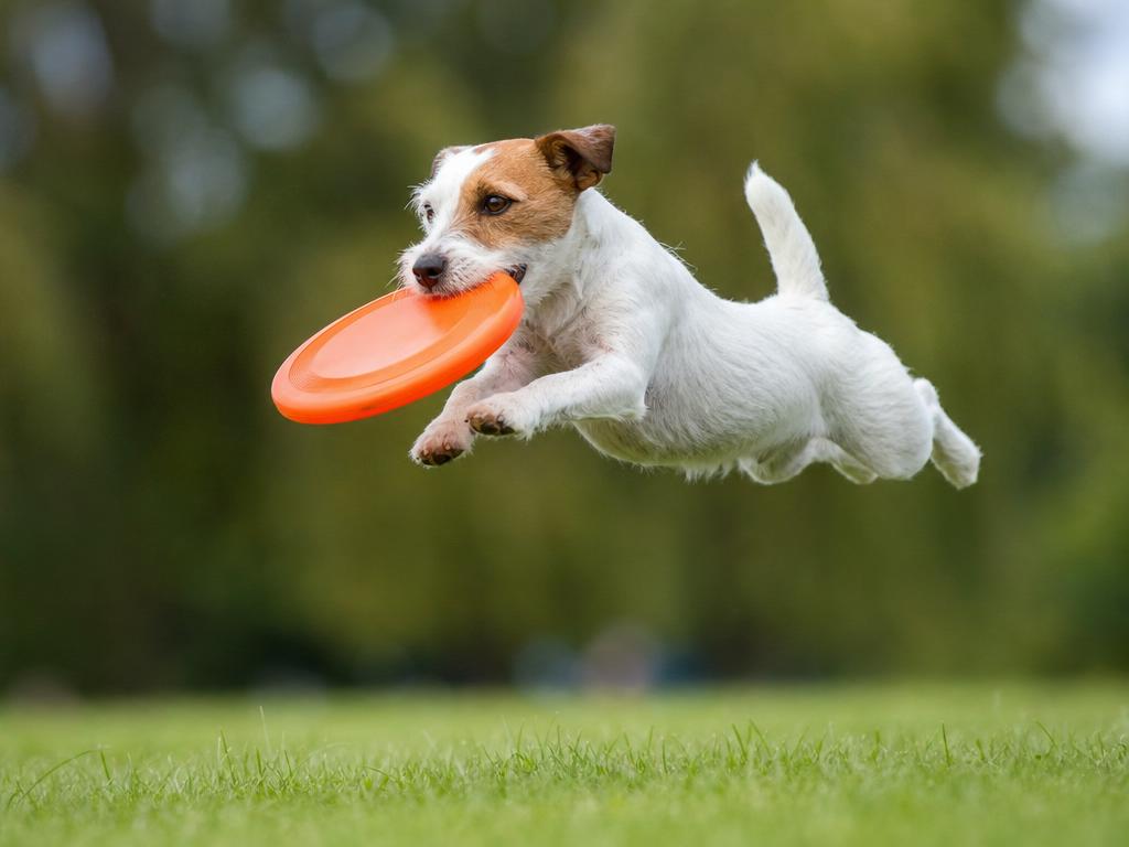 Parson Russell teriér a jeho sportovní nadání pro dogfrisbee