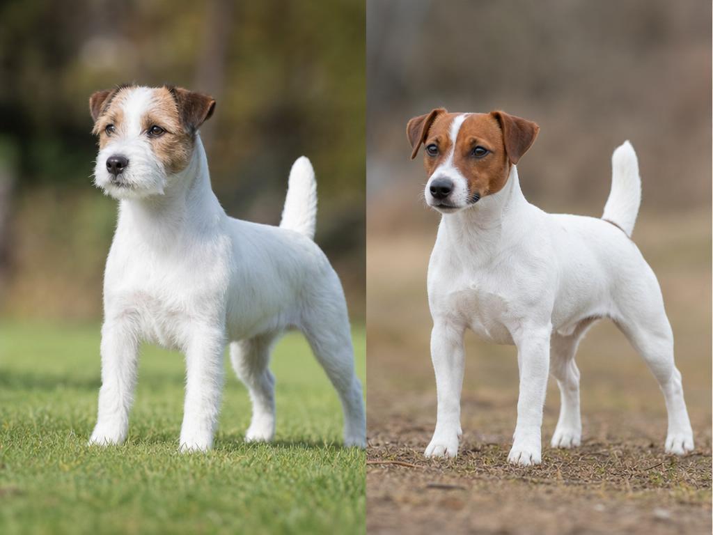 Parson Russell teriér a rozdíly v postavení nohou oproti Jack Russellovi