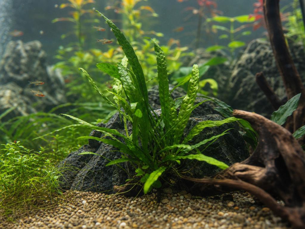 Péče o akvarijní rostliny a jak bojovat s nadměrným růstem řas