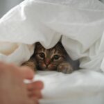 Proč kočka loví vaše nohy pod peřinou a jak tuto hru přesměrovat