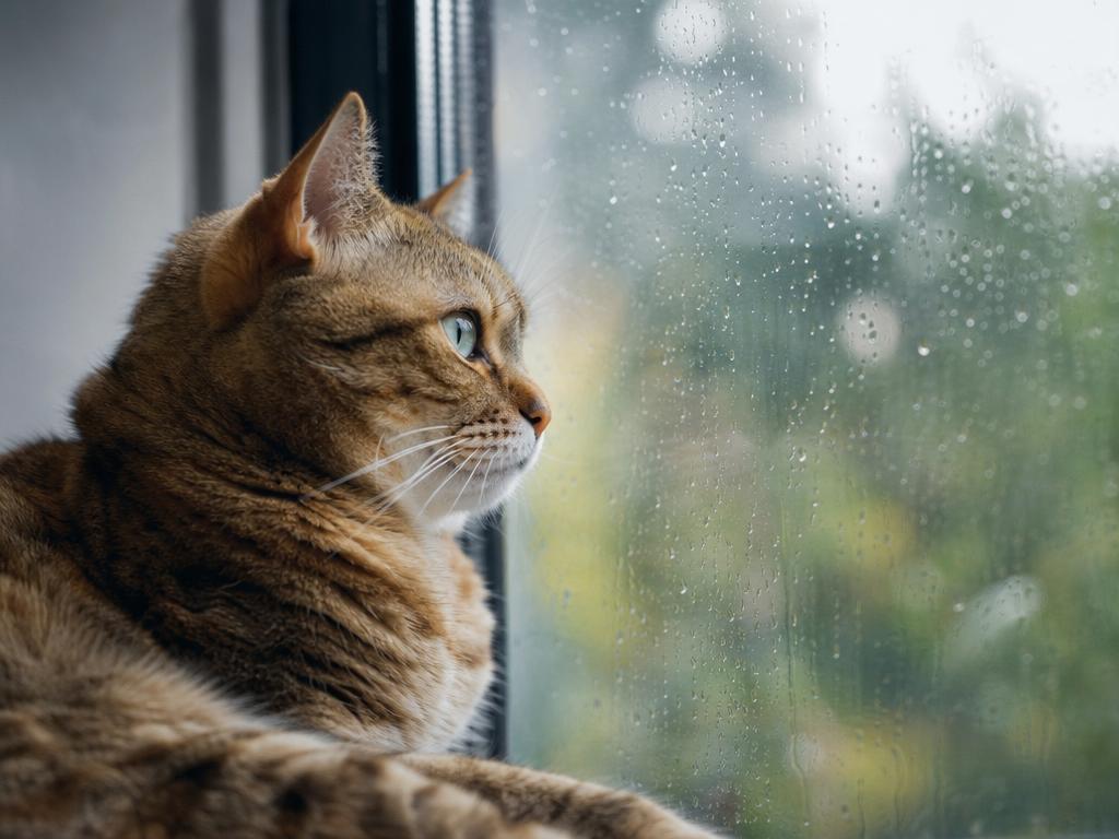 Proč kočky milují pozorování deště za oknem a jak je voda fascinuje