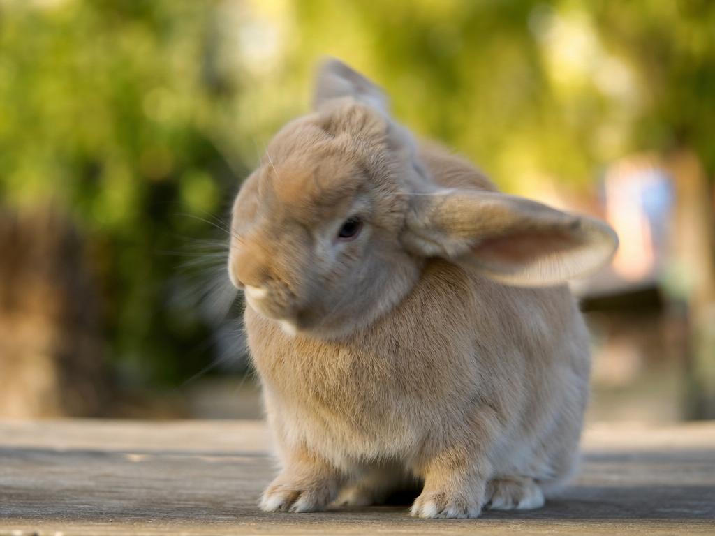Proč králík kroutí hlavou a kdy je nutné navštívit veterináře