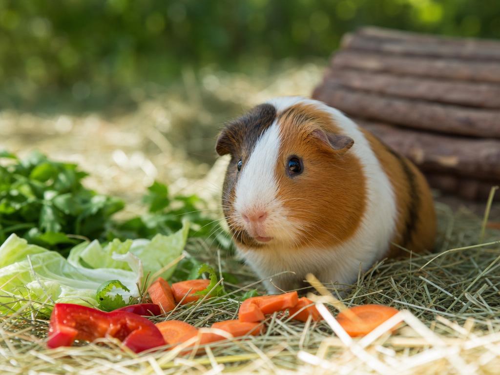 Proč morčata potřebují vitamín C v potravě a jak ho správně doplňovat