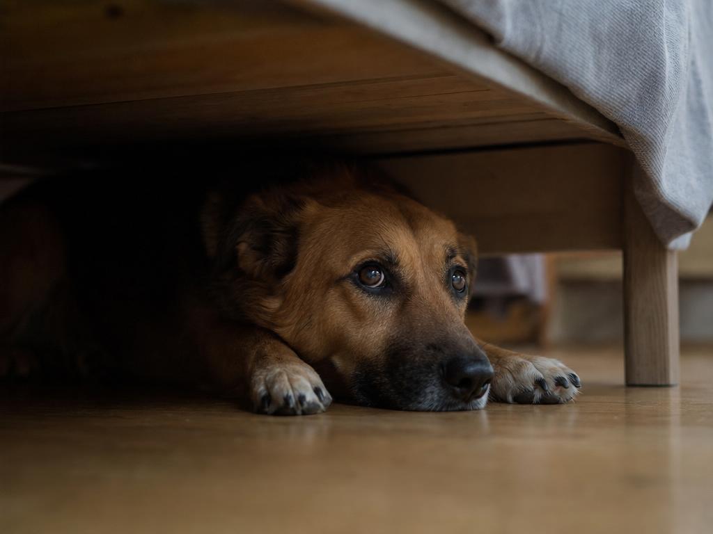 Proč pes vyhledává úkryt pod postelí během bouřky