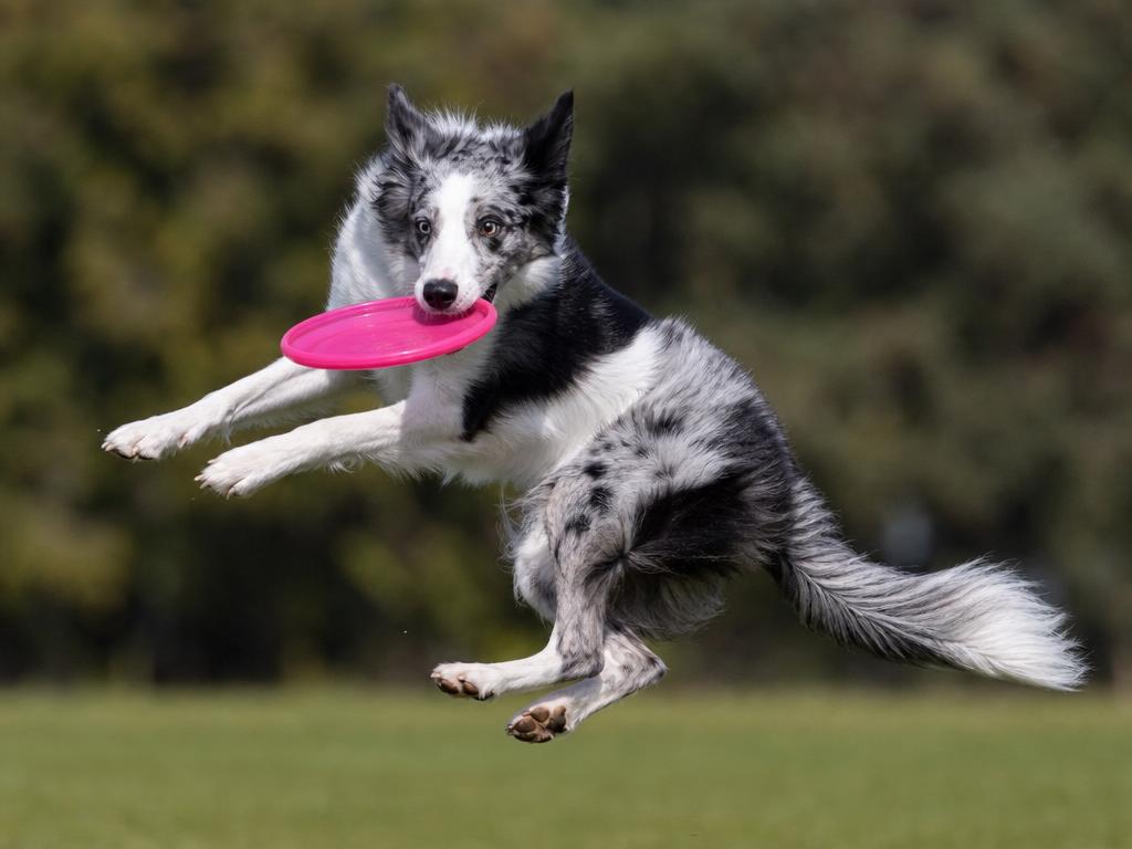 Psí sporty od frisbee po coursing