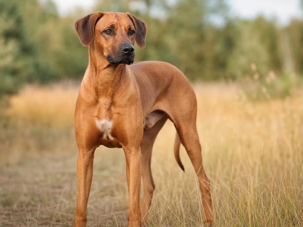 Rhodéský ridgeback a specifika tohoto psa