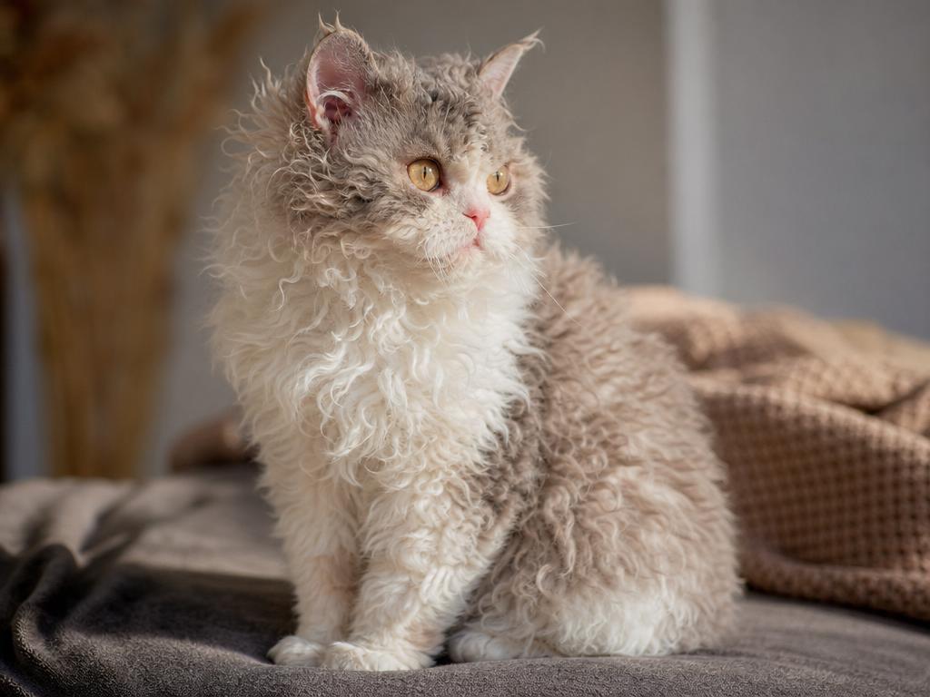 Selkirk Rex a proč se mu přezdívá kočka v ovčím rounu
