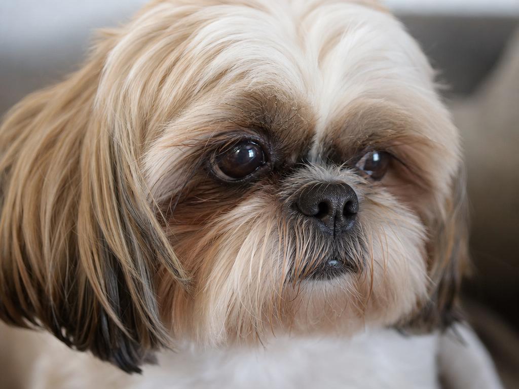 Shih-tzu a suché oko kvůli špatné produkci slz u psů