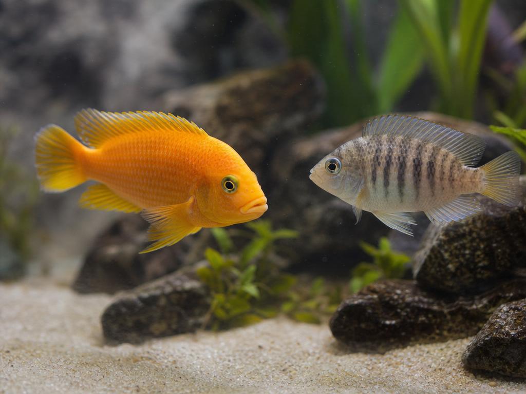 Vliv společného chovu různých druhů ryb na agresivitu v akváriu