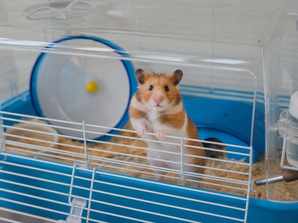 Vliv tvaru a velikosti klece na agresivitu u křečků
