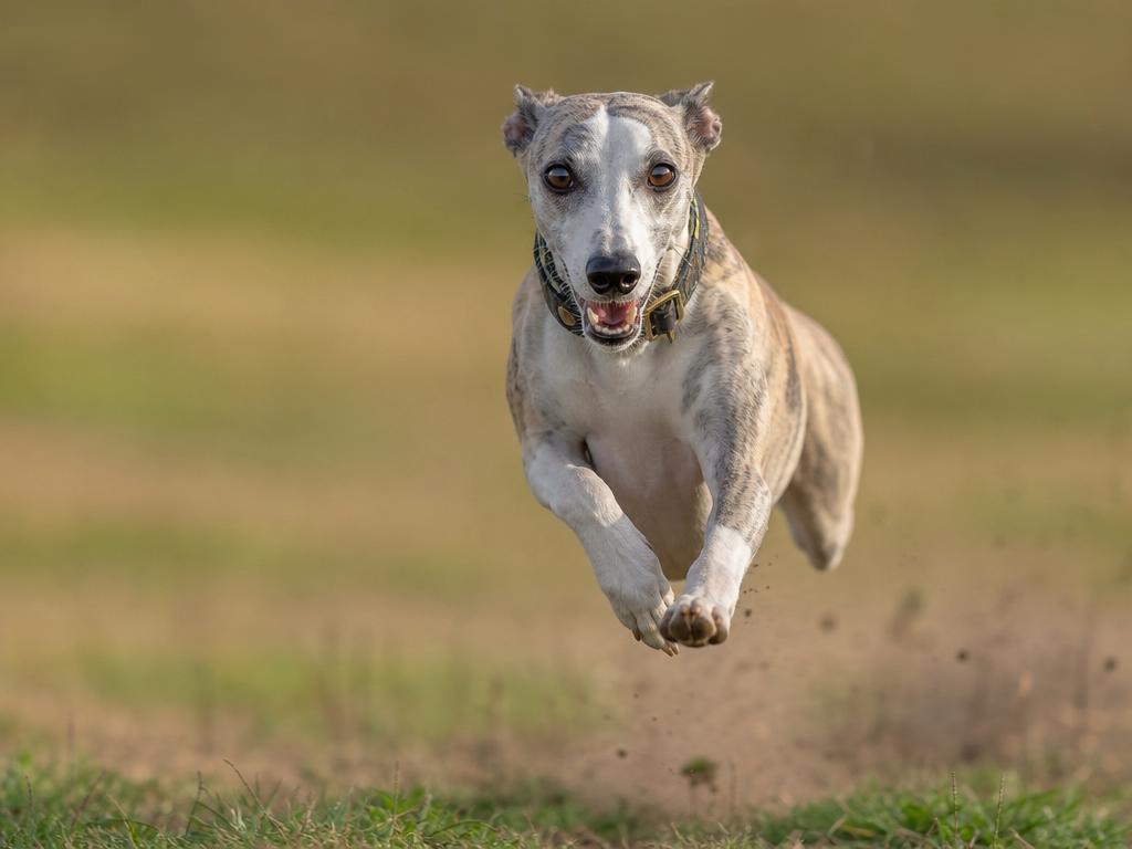 Whippet jako nejrychlejší psí společník