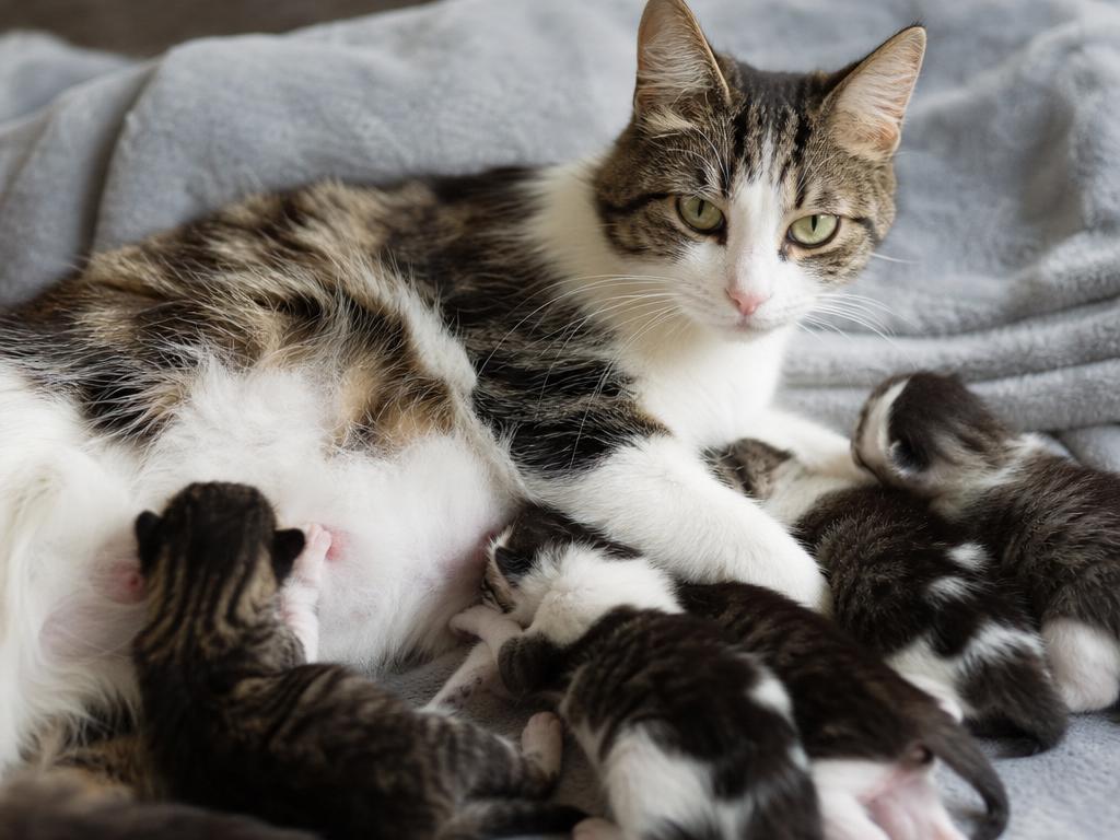 Zánět mléčné žlázy u kojící kočky a jak pomoci koťatům s krmením