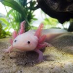 Axolotl mexický v čistém domácím akváriu