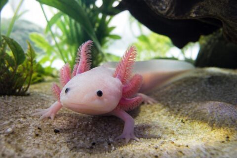 Axolotl mexický v čistém domácím akváriu