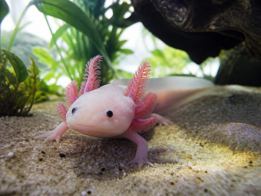 Axlotl mexický v domácím akváriu: Co všechno potřebuje tento fascinující vodní dráček