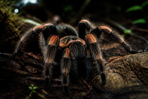 Chlupatá tarantule na substrátu v teráriu