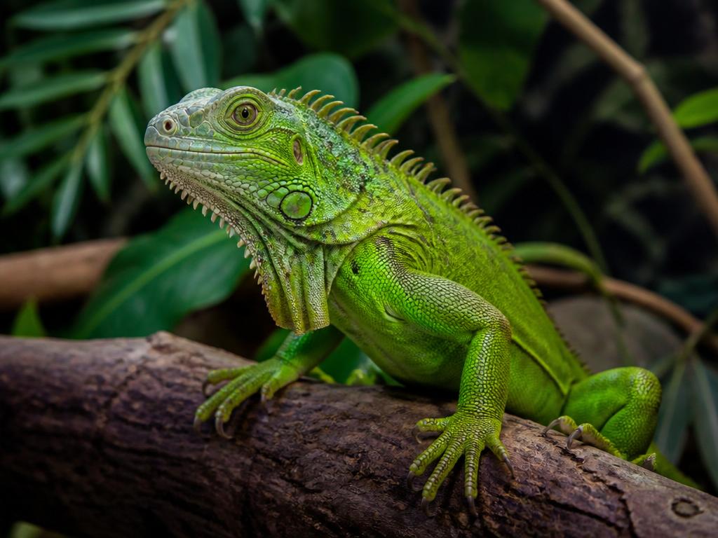 Zelený král terária: Kompletní průvodce chovem leguána zeleného